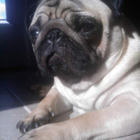 Photo #103099 de Puggy