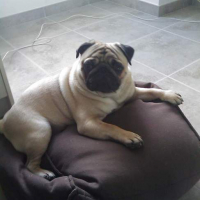 Photo #103105 de Puggy