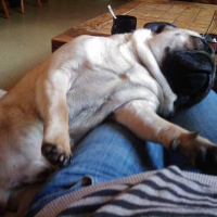 Photo #103117 de Puggy
