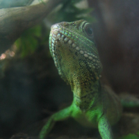 Photo #103183 de Nestor
