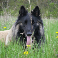 Photo #103387 de Chaman