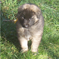 Photo #103399 de Chaman
