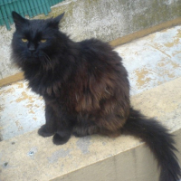 Photo #103405 de Salem