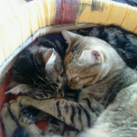 Photo #103801 de Kitty