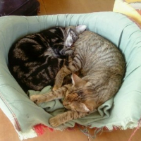 Photo #103807 de Kitty