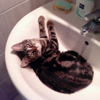 Photo #103831 de Kitty