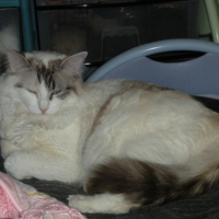 Photo #103849 de Snowbell