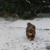 Neige__janv_2009__040