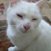 Photo #104023 de Coco