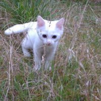 Photo #104029 de Coco