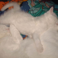 Photo #104035 de Coco
