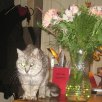 vieux_chat_et_fleurs