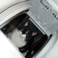 Photo #104173 de Sushi