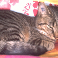 Photo #104299 de Brabus & tinoir