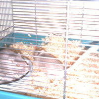 Photo #104317 de Pamplemousse & cerise