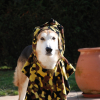 Malko_camouflage__6_