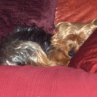 Photo #104983 de Boonty