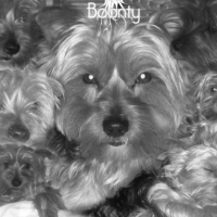 Photo #104995 de Boonty