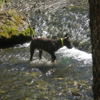 Photo #105343 de Braco