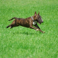 Photo #105349 de Braco