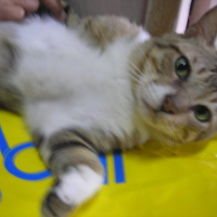 Photo #105451 de Tiger