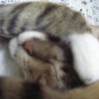 Photo #105457 de Tiger