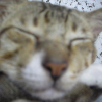 Photo #105463 de Tiger