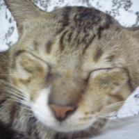 Photo #105469 de Tiger