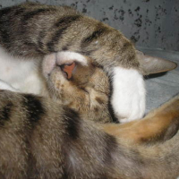 Photo #105475 de Tiger