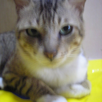 Photo #105481 de Tiger