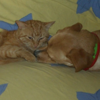 Photo #105787 de Dunes