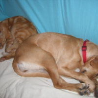 Photo #105799 de Dunes