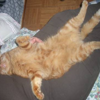 Photo #105811 de Mp