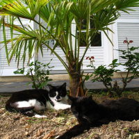 Caline et Minette en mai 2009... Quand elle allait encore bien
