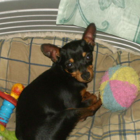Photo #105925 de Blacky