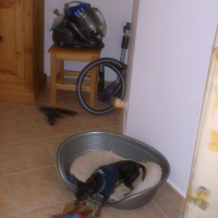 Photo #105931 de Blacky