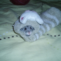 Photo #106051 de Perceval