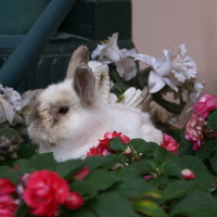 Photo #106195 de Casse-grain