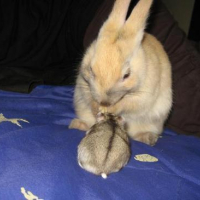 Photo #106357 de Taupinusse & obi-wan