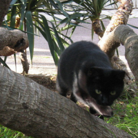Photo #106441 de Minette