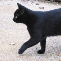 Photo #106447 de Minette