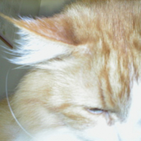Photo #106477 de Wiski