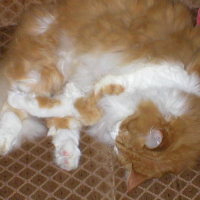 Photo #106483 de Wiski