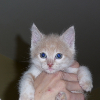 Photo #106513 de Triskell