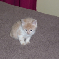 Photo #106519 de Triskell