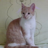 Photo #106531 de Triskell