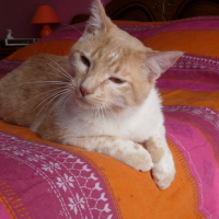 Photo #106537 de Triskell