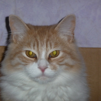 Photo #106615 de Cywen