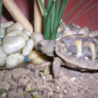 Photo #106705 de Gamabunta