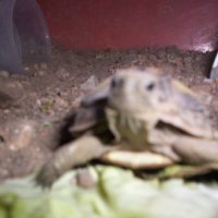 Photo #106711 de Gamabunta